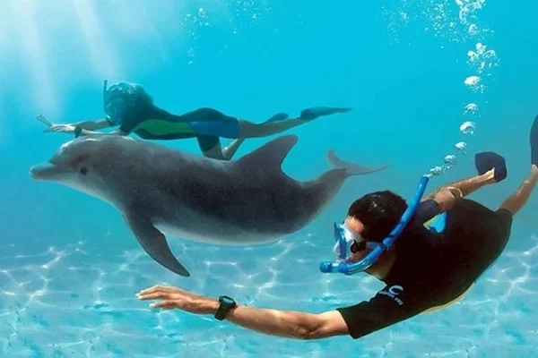 Snorkeling Trip At Satayh Dolphin Reef