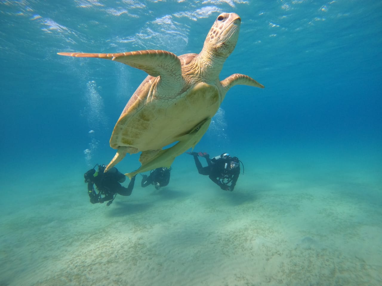 Turtle Beach